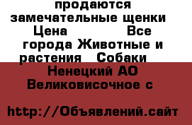 продаются замечательные щенки › Цена ­ 10 000 - Все города Животные и растения » Собаки   . Ненецкий АО,Великовисочное с.